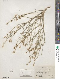 Stephanomeria pauciflora image