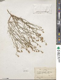 Stephanomeria pauciflora image