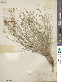 Stephanomeria pauciflora image