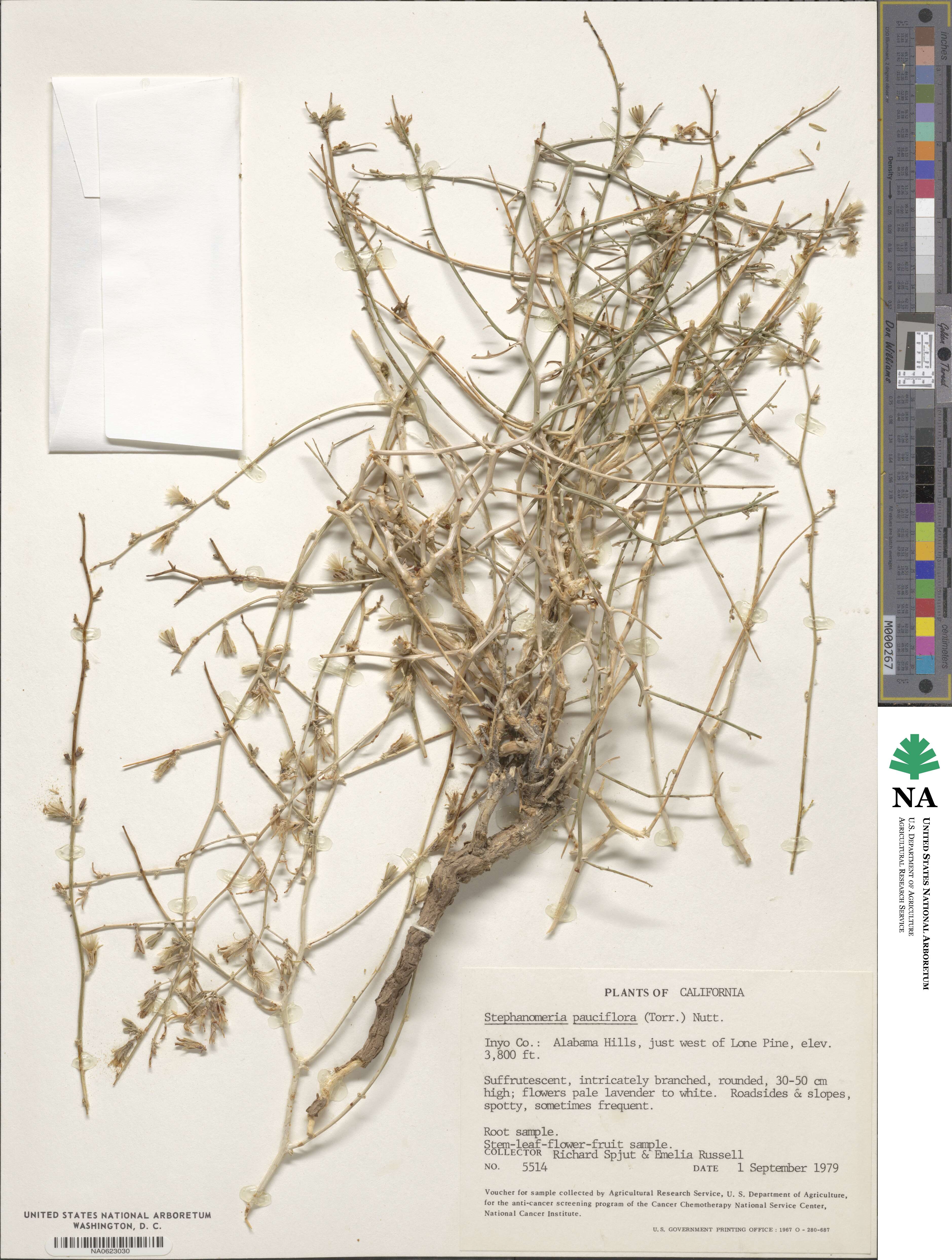 Stephanomeria pauciflora image