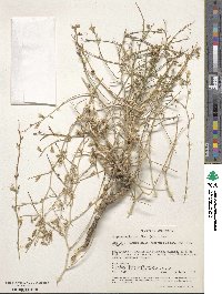 Stephanomeria pauciflora image