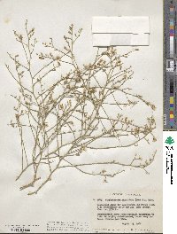 Stephanomeria pauciflora image