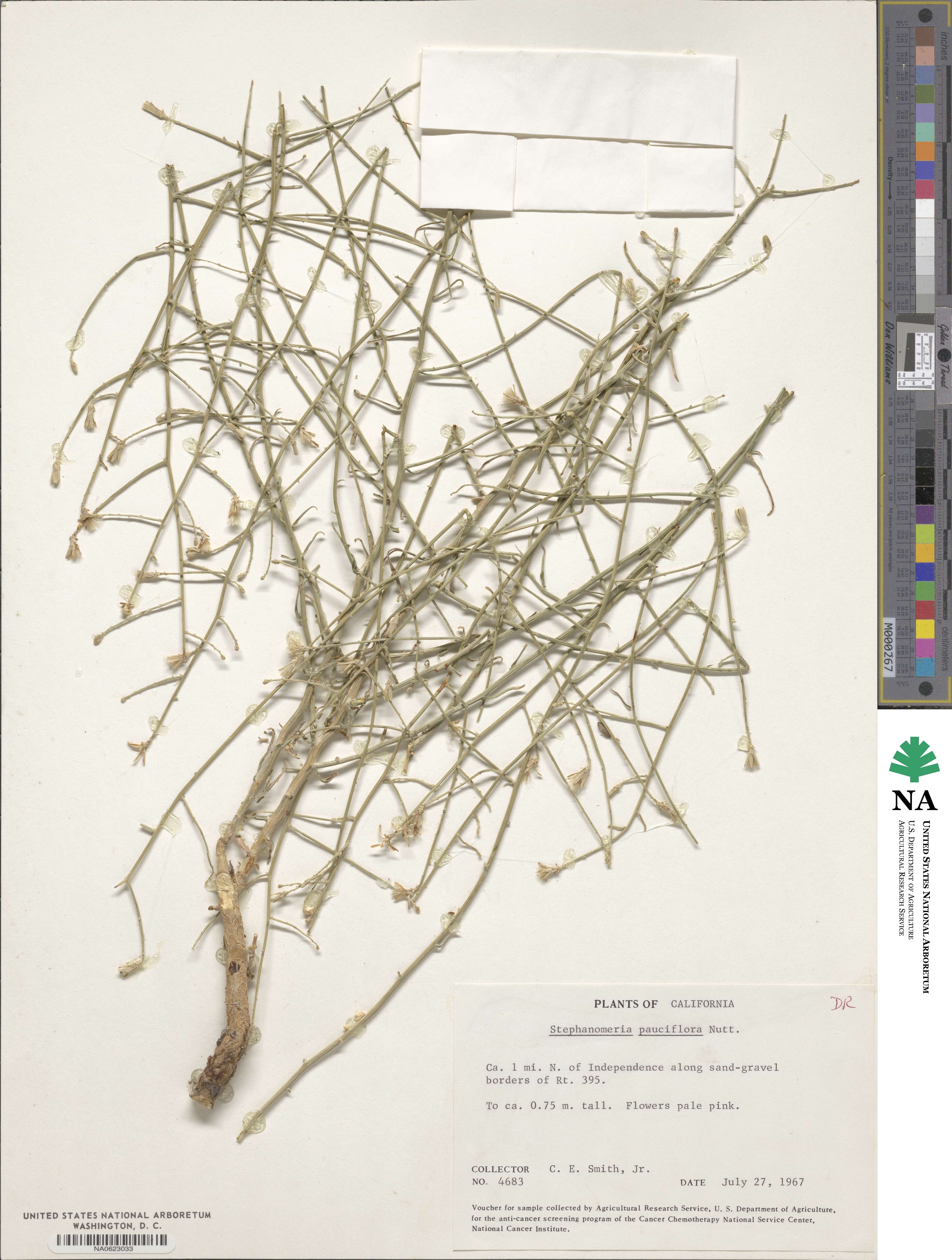 Stephanomeria pauciflora image