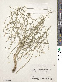 Stephanomeria pauciflora image