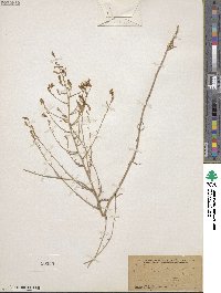 Stephanomeria exigua subsp. exigua image