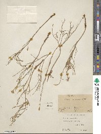 Stephanomeria runcinata image