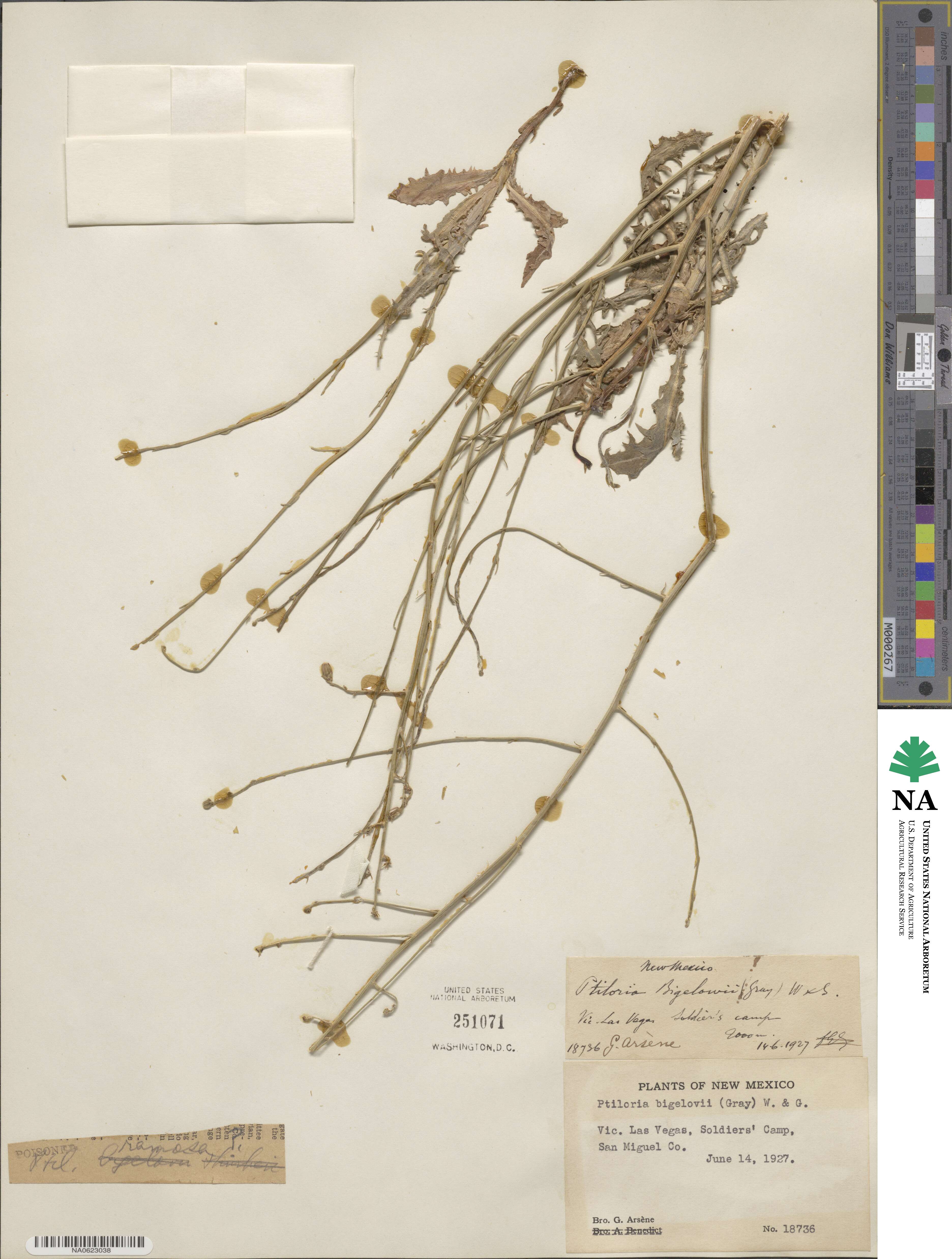 Stephanomeria runcinata image