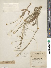 Stephanomeria runcinata image