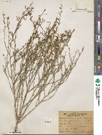 Stephanomeria runcinata image