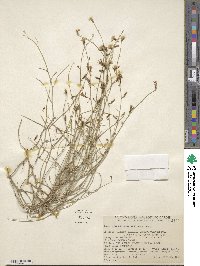 Stephanomeria runcinata image