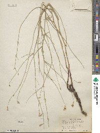 Stephanomeria tenuifolia image