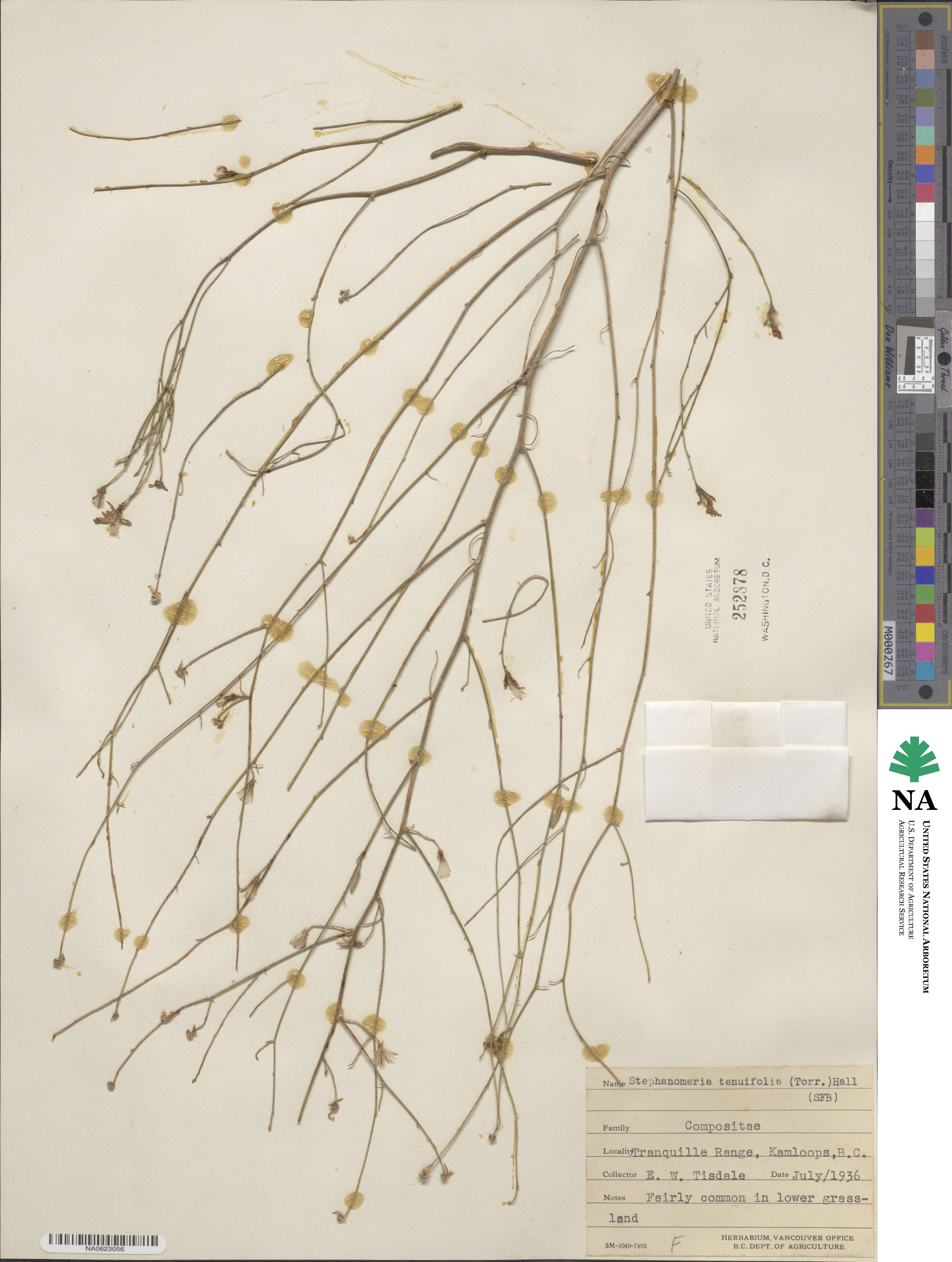 Stephanomeria tenuifolia image