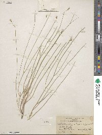 Stephanomeria tenuifolia image