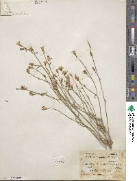 Stephanomeria tenuifolia image