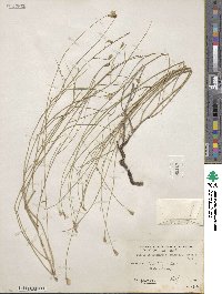 Stephanomeria tenuifolia image