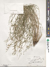 Stephanomeria tenuifolia image