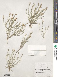 Stephanomeria tenuifolia image