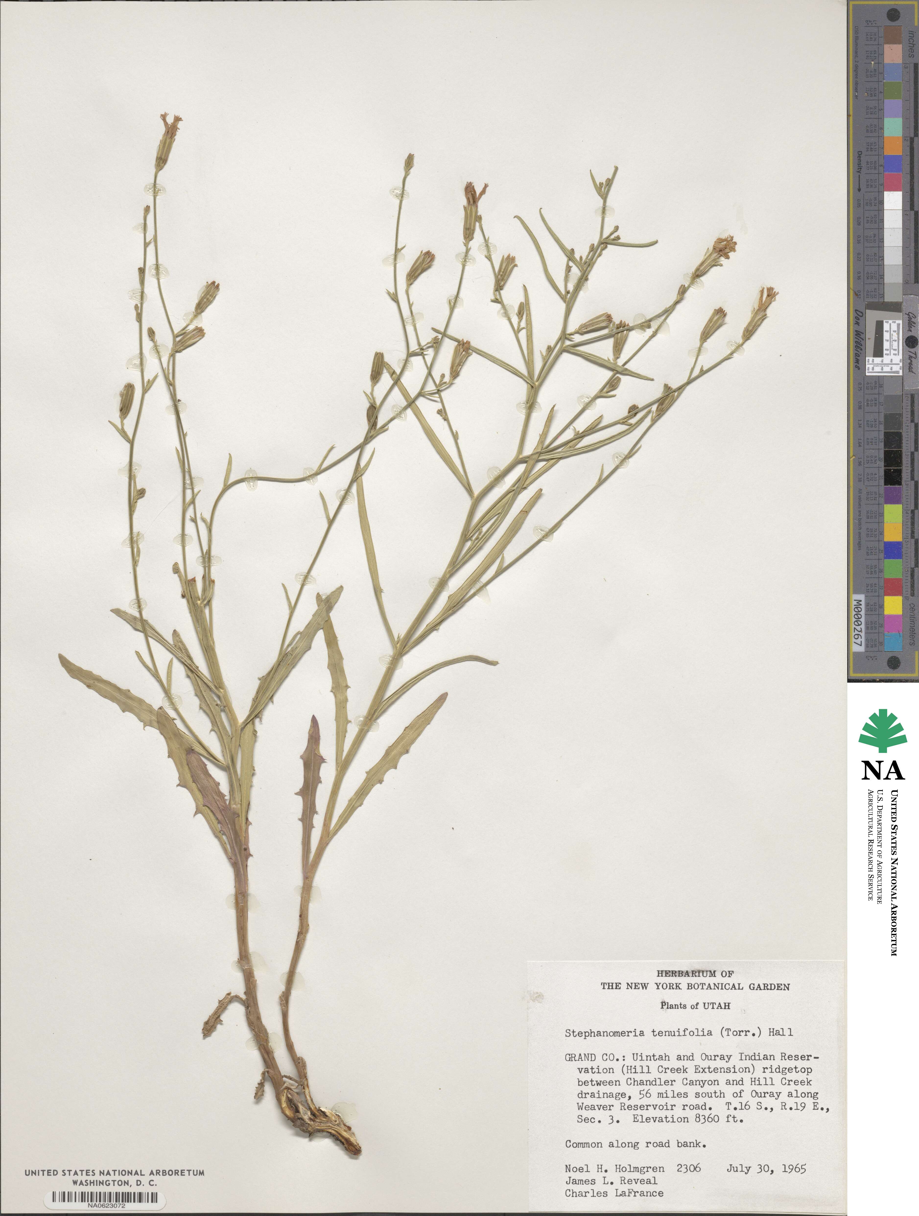 Stephanomeria tenuifolia image