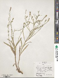 Stephanomeria tenuifolia image