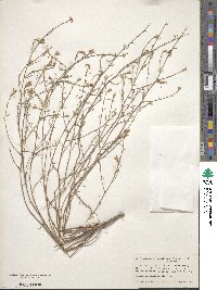 Stephanomeria tenuifolia image