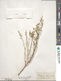 Stephanomeria tenuifolia image