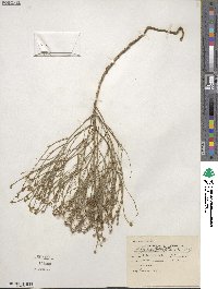 Stephanomeria tenuifolia image