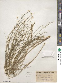 Stephanomeria tenuifolia image