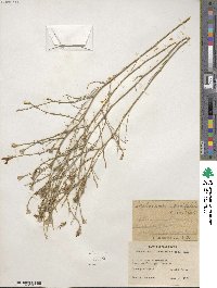 Stephanomeria tenuifolia image