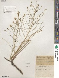 Stephanomeria tenuifolia image