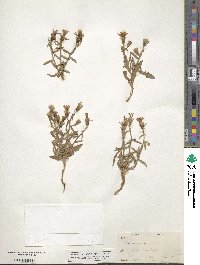 Stephanomeria thurberi image