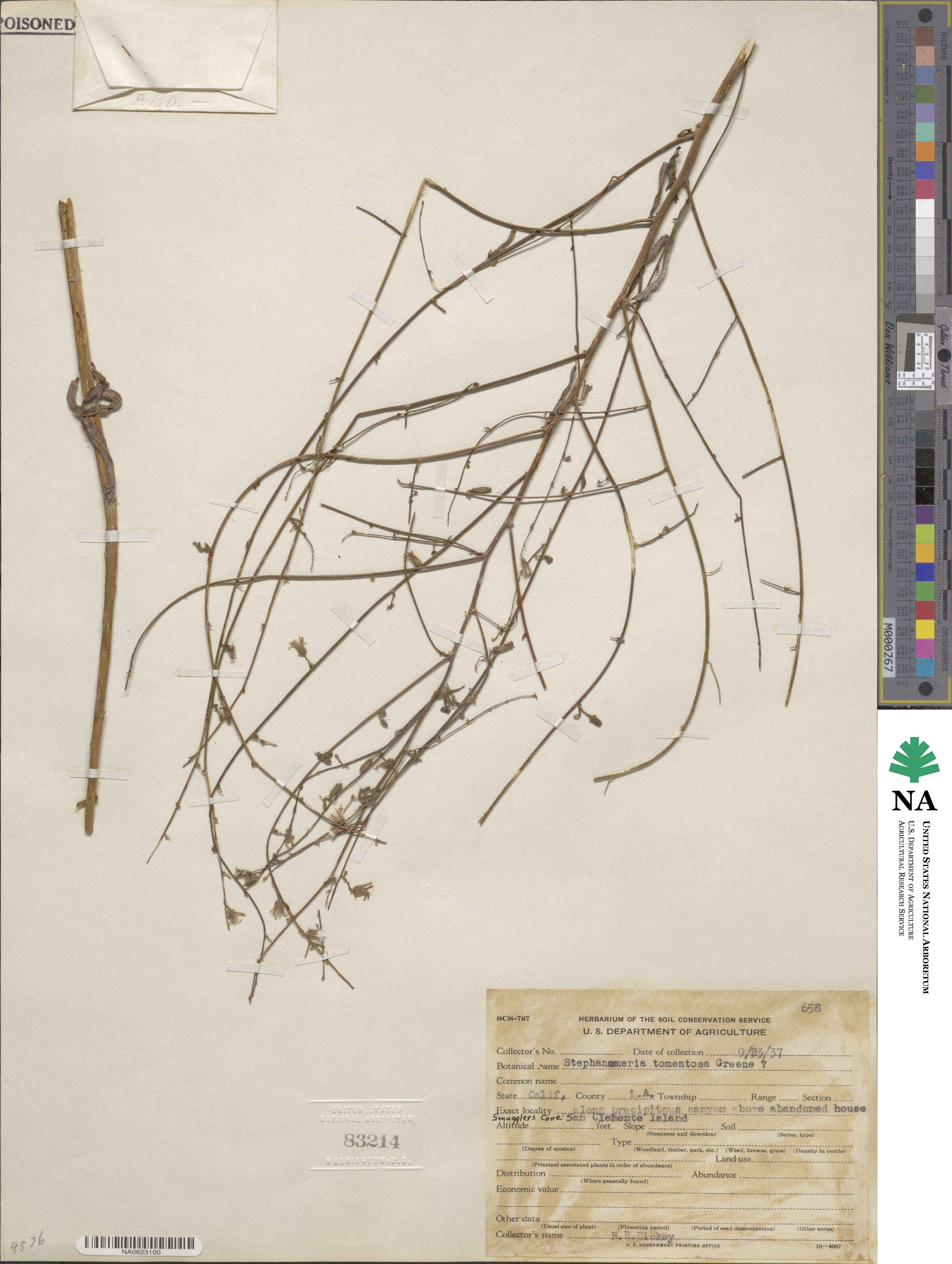 Stephanomeria virgata subsp. virgata image