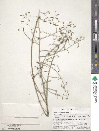 Image of Stephanomeria virgata