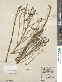 Stephanomeria exigua image