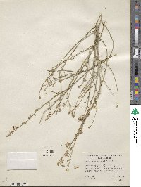 Stephanomeria pauciflora image