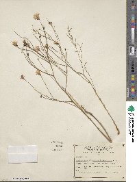 Stephanomeria thurberi image