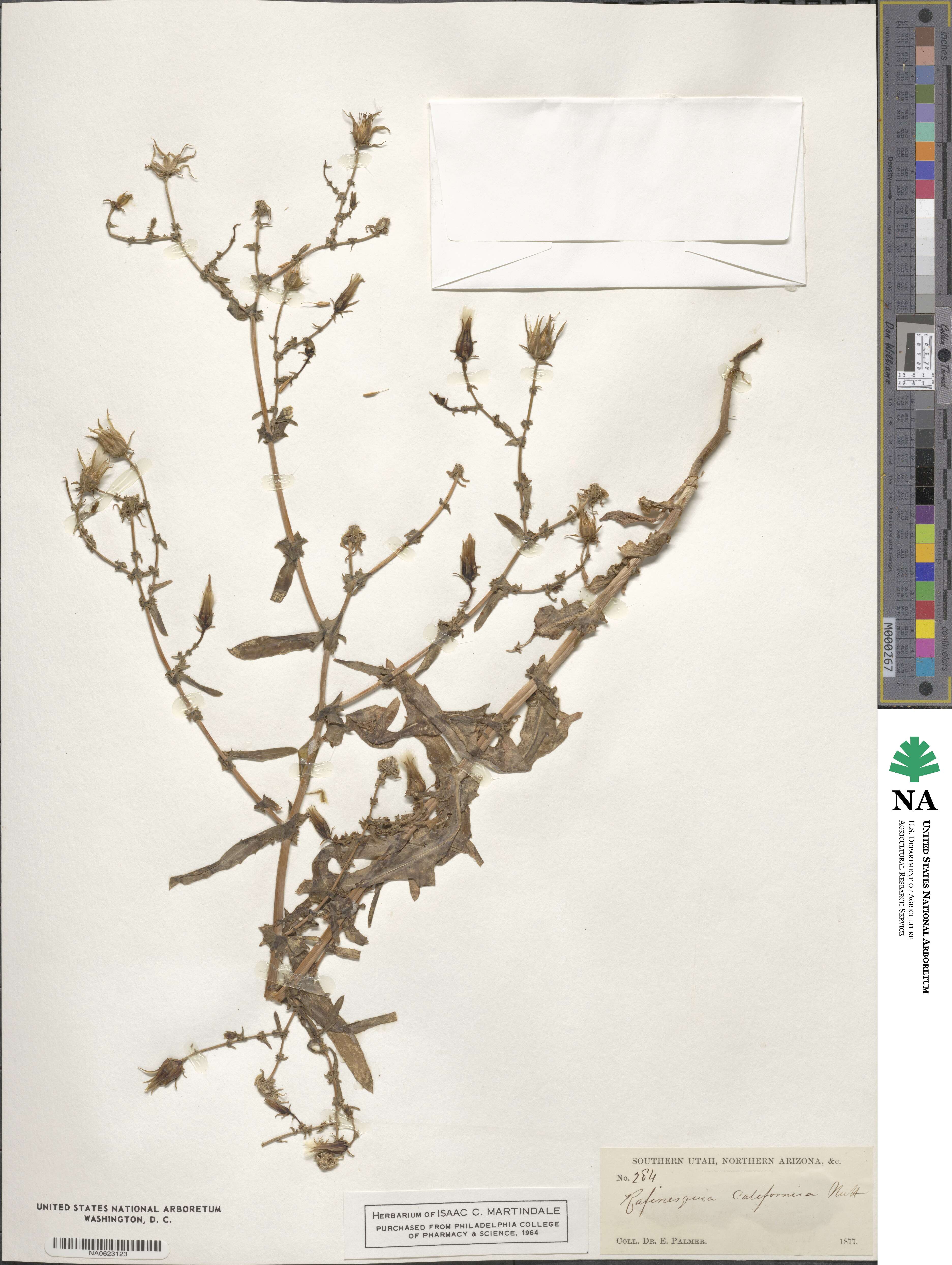 Rafinesquia californica image