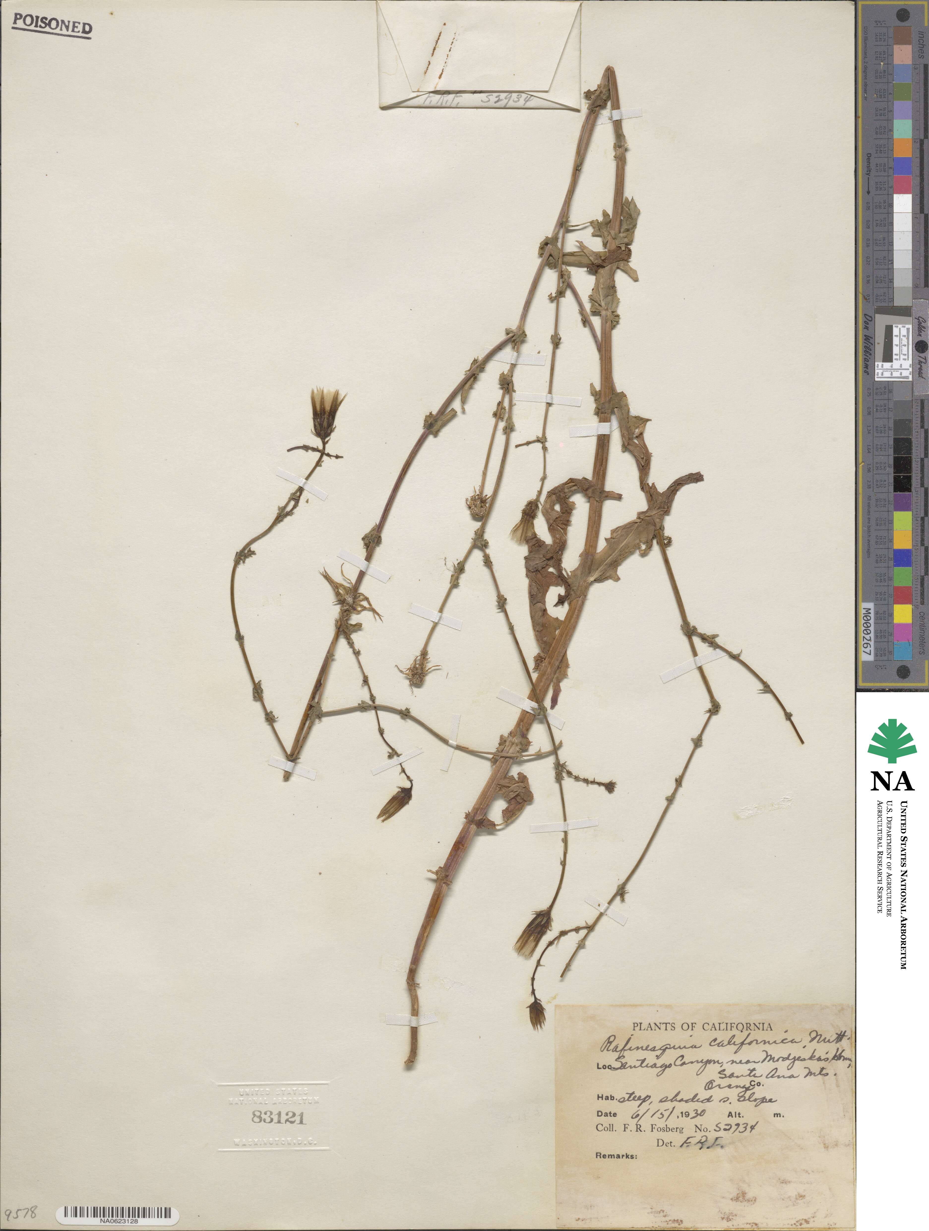 Rafinesquia californica image