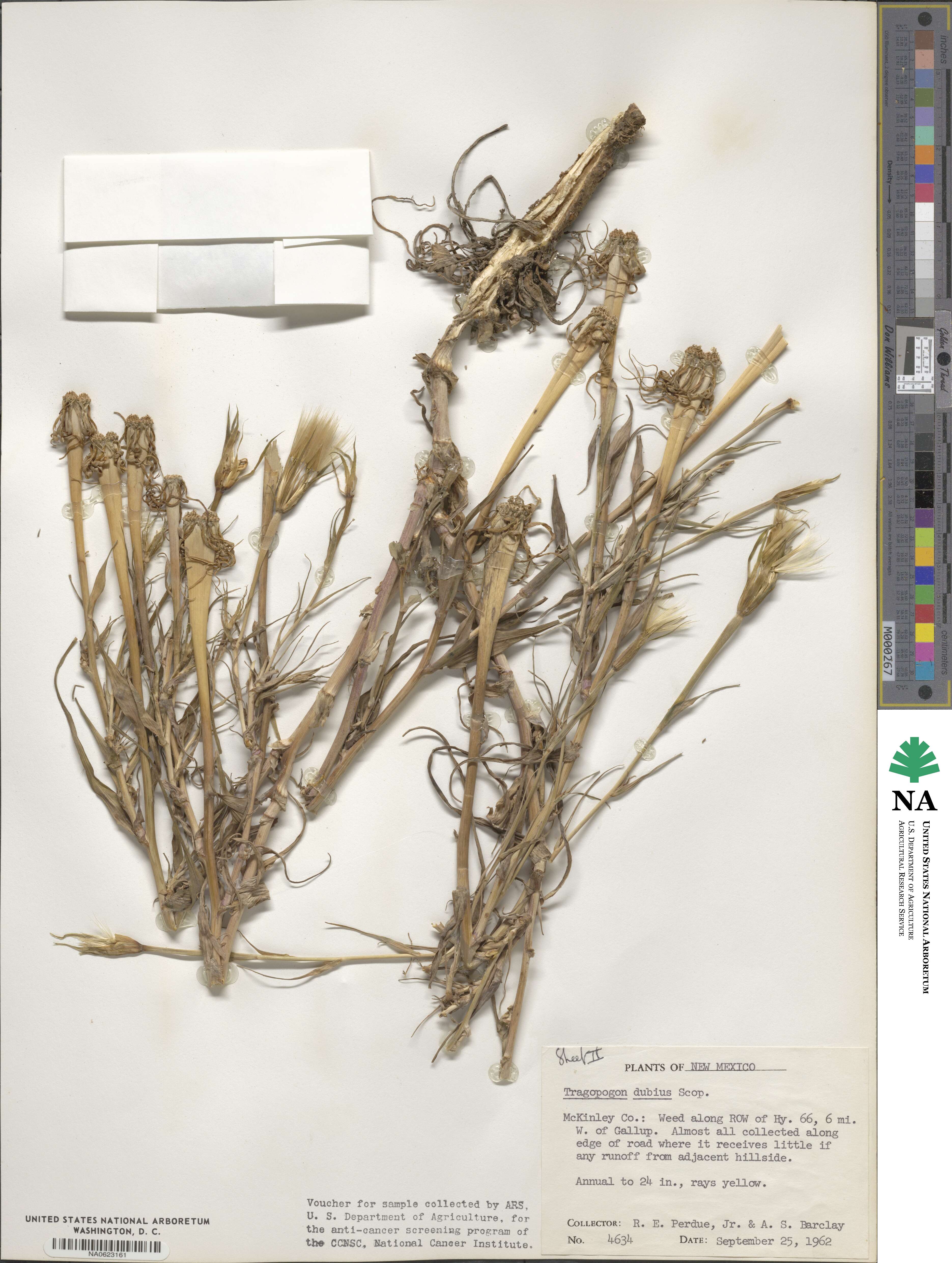 Tragopogon image
