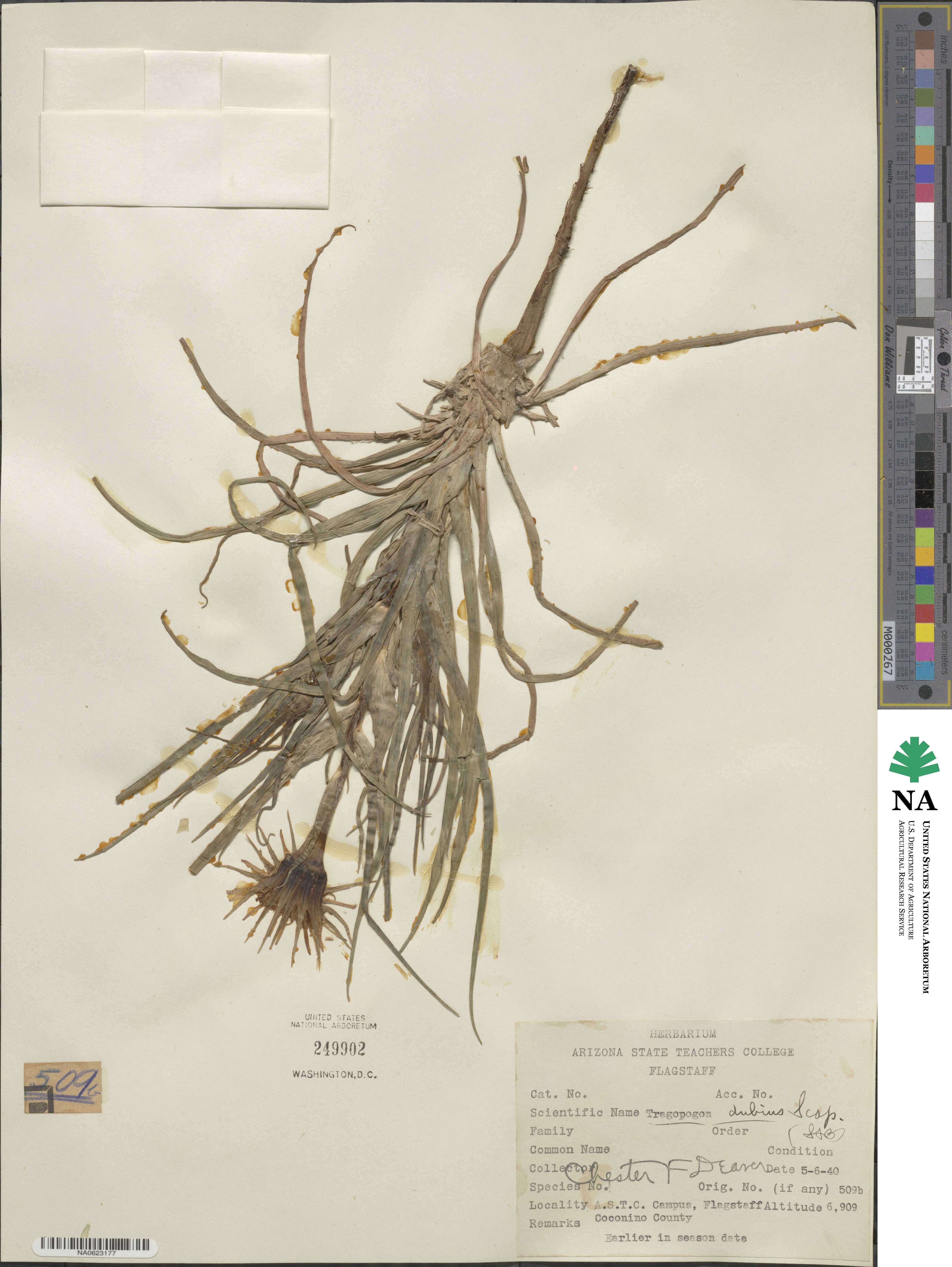 Tragopogon dubius image