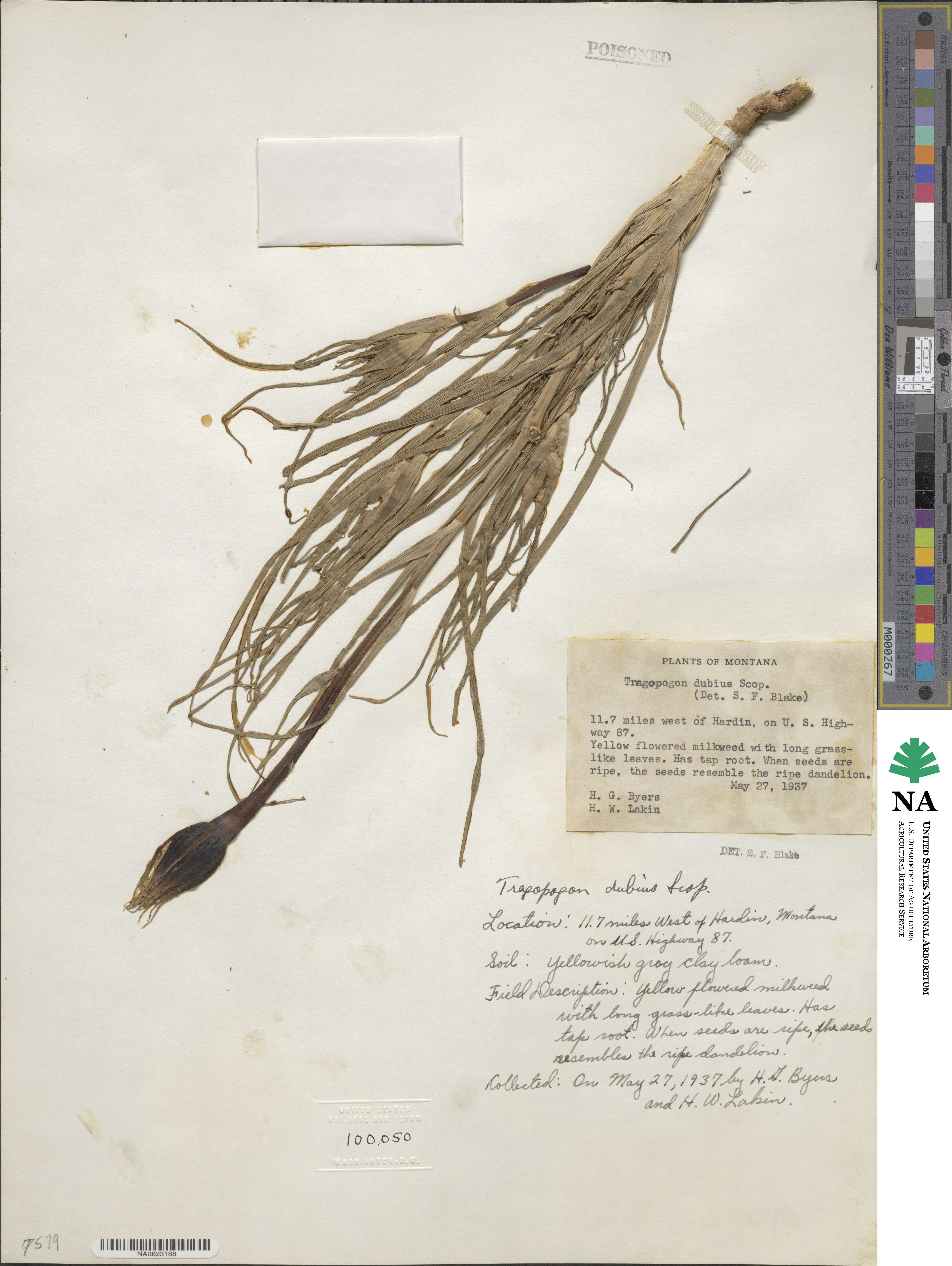 Tragopogon dubius image
