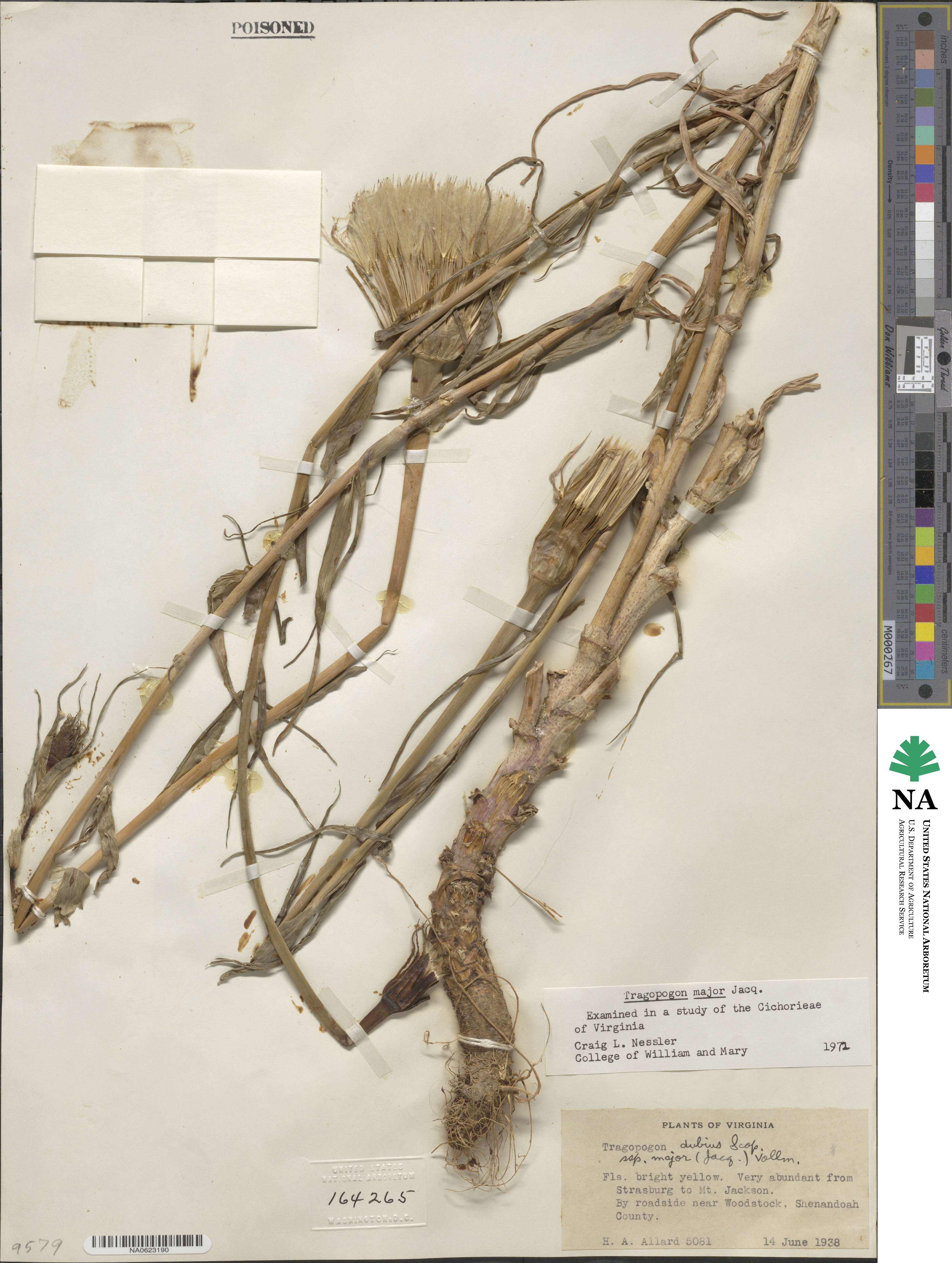 Tragopogon dubius subsp. dubius image
