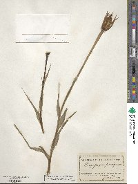 Tragopogon porrifolius image