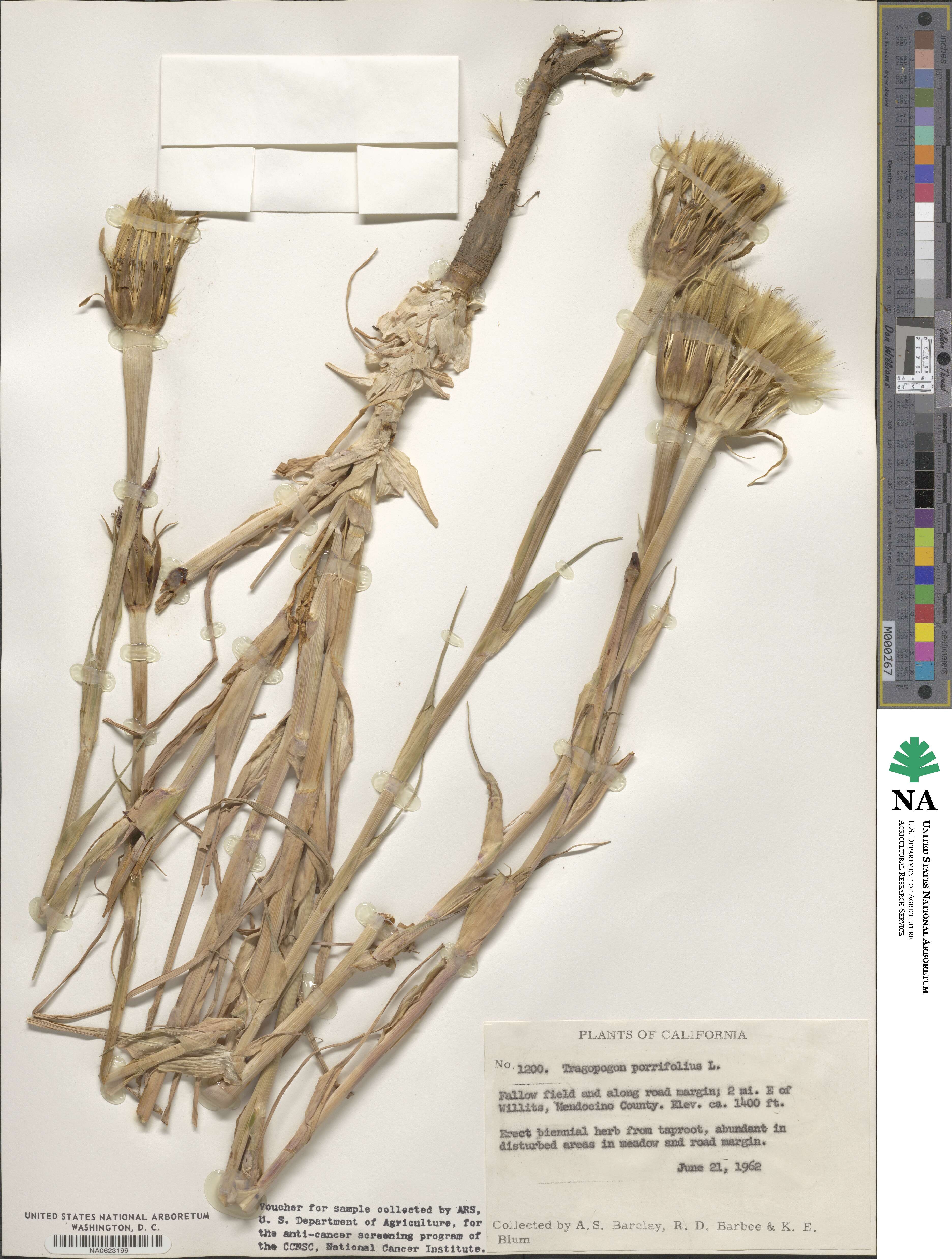Tragopogon porrifolius image