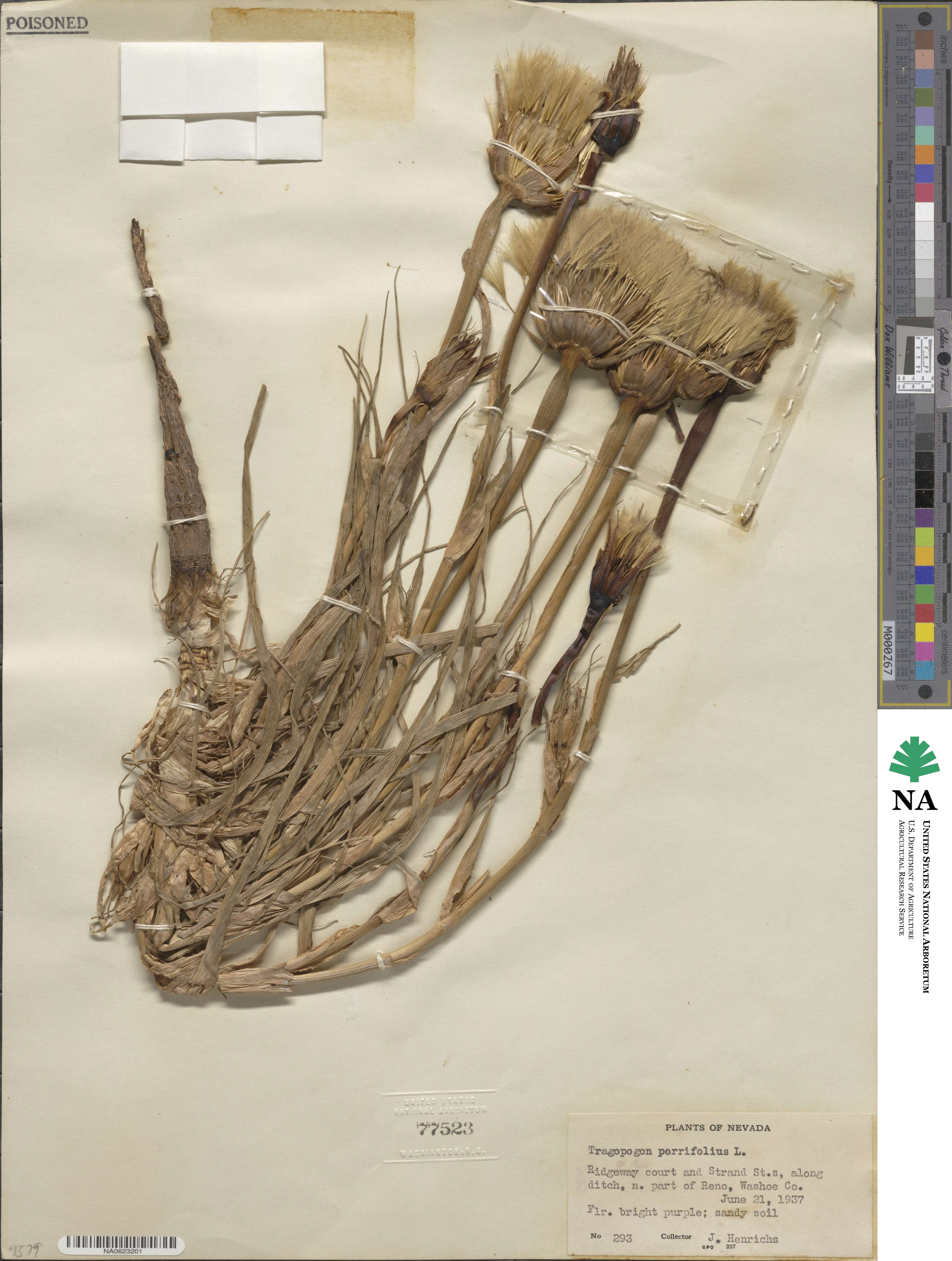 Tragopogon porrifolius image
