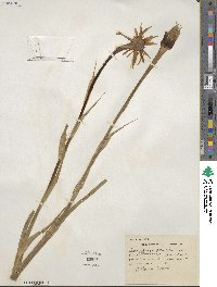 Tragopogon porrifolius image