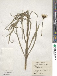 Tragopogon pratensis image