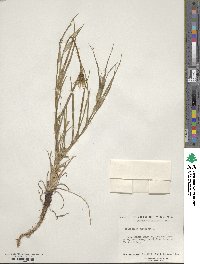 Tragopogon pratensis image