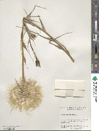 Tragopogon pratensis image