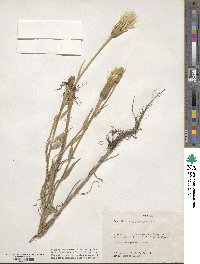 Tragopogon pratensis image