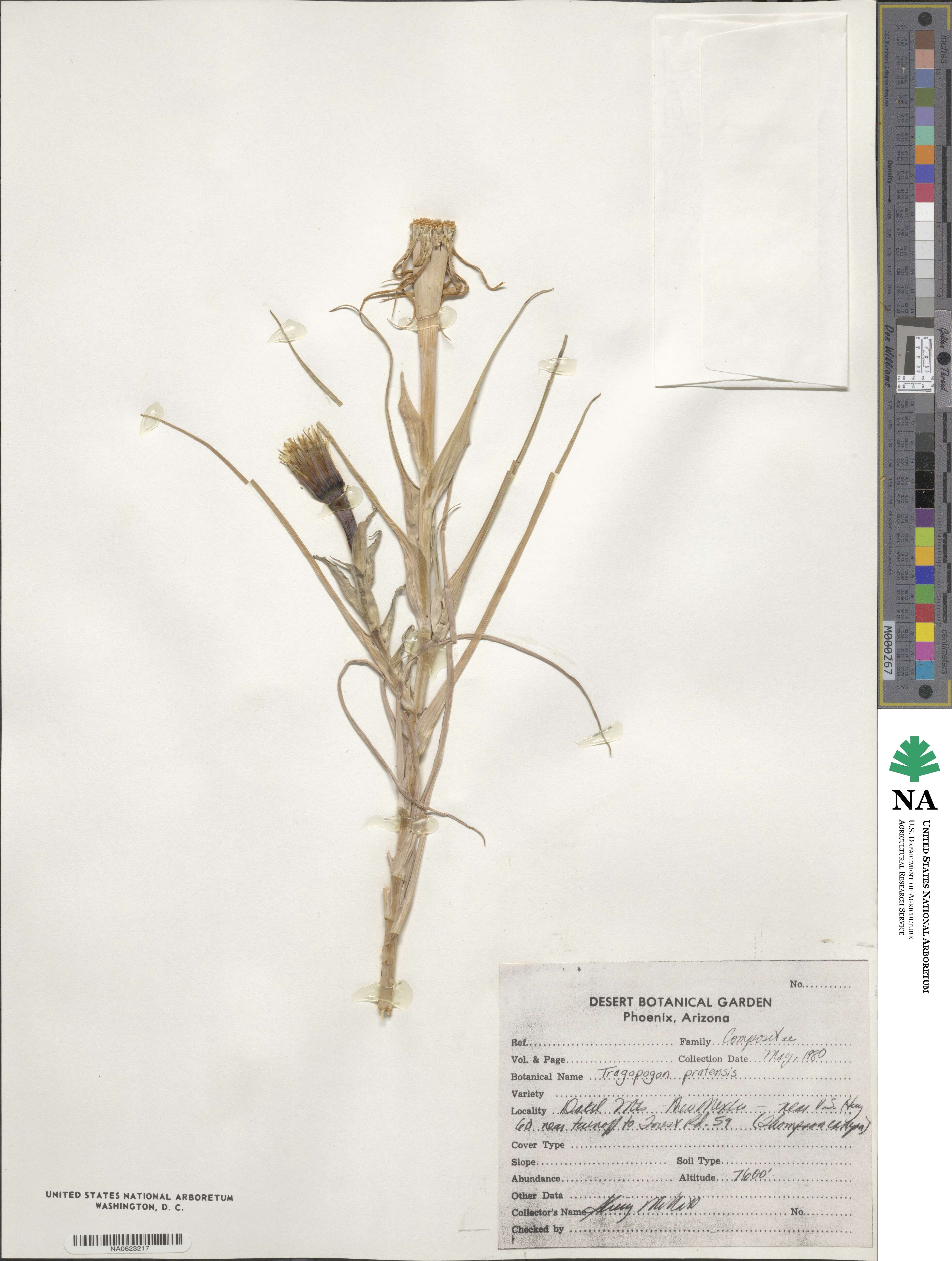 Tragopogon pratensis image